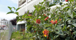 Casa Central UPLA - Ingreso lateral