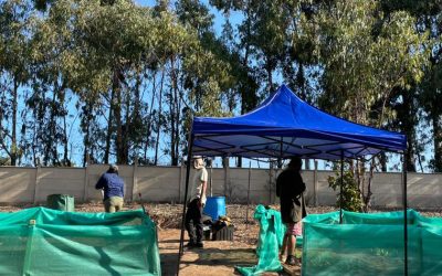 Tesistas de la Facultad de Ingeniería UPLA colaboran en proyectos de biorremediación y recuperación de suelos en Puchuncaví