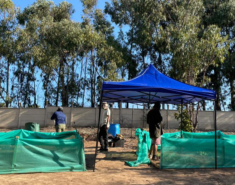 Tesistas de la Facultad de Ingeniería UPLA colaboran en proyectos de biorremediación y recuperación de suelos en Puchuncaví