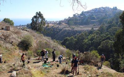 Proyecto de vinculación con el medio UPLA impulsa reforestación urbana en Quebrada Los Lúcumos