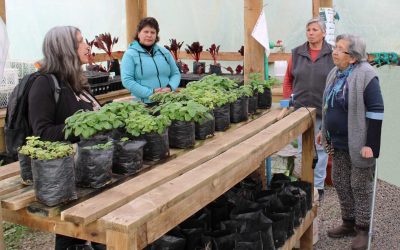Programas Institucionales Permanentes de la UPLA reciben por primera vez el Sello de Vinculación con el Medio